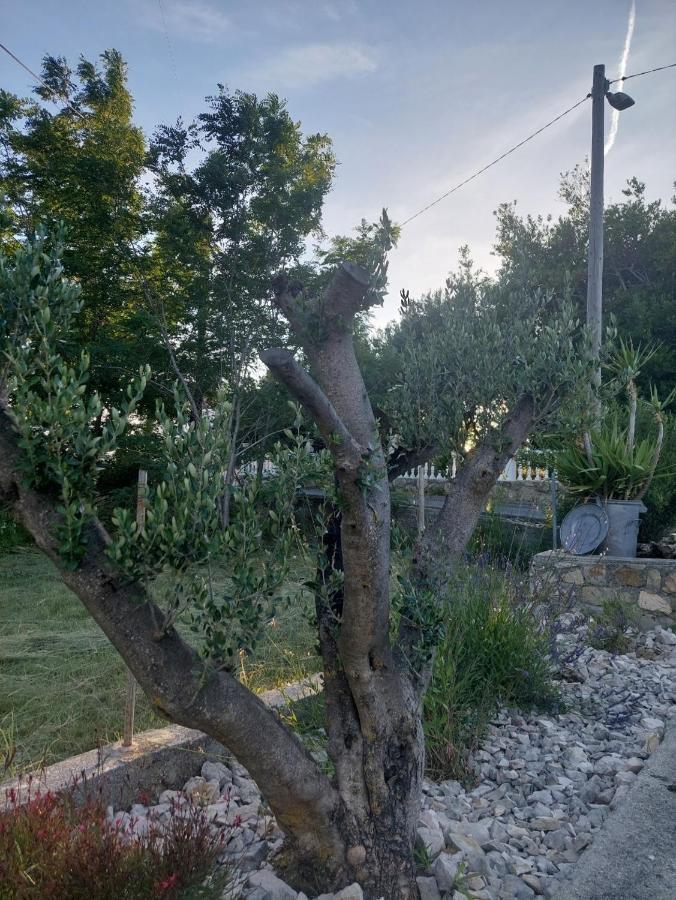 Novouredeni Apartman Marko Mundanije Dış mekan fotoğraf